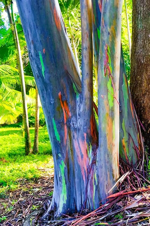 Rainbow Eucalyptus Tree Seeds - 50 Seeds - Stunning Colored Bark - Eucalyptus deglupta