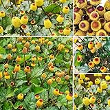 160+ Annual Toothache Plant Seeds for Planting Outdoors-Heirloom Non-GMO Annual Flower Seeds Great for Low-Maintenance Gardens Home Attract Butterflies and Bees