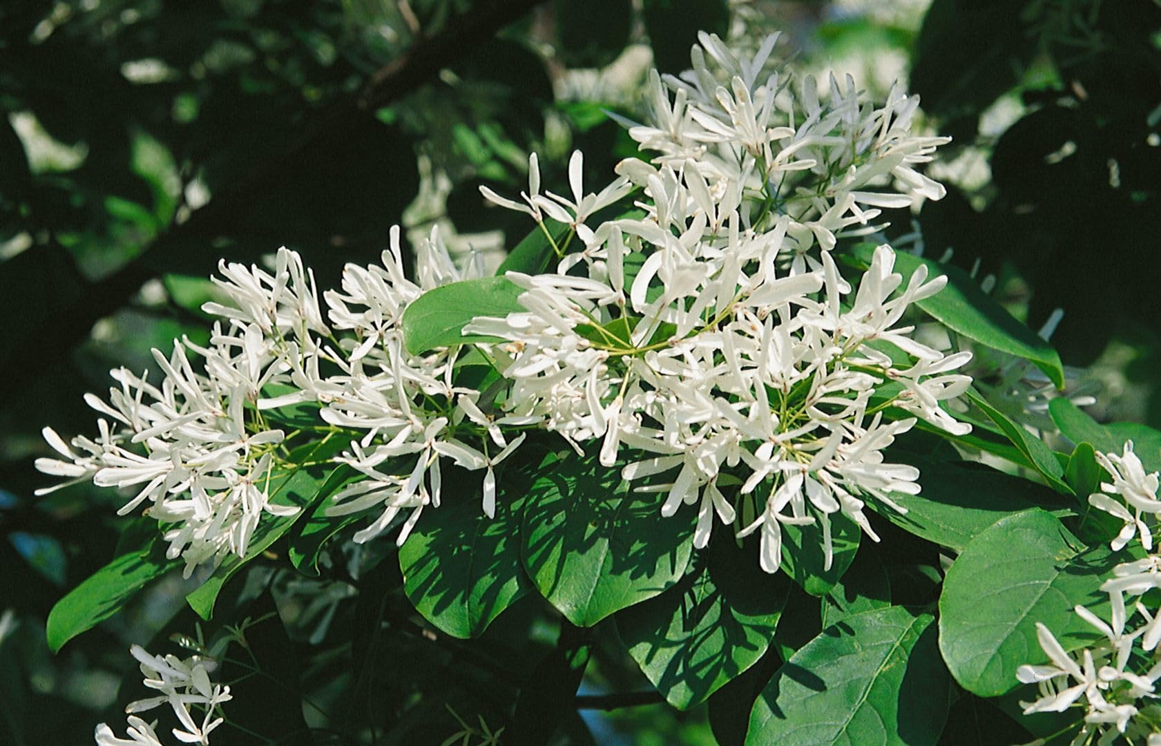 Chionanthus virginicus 30-40 cm – Winterhart, Mehrjährig, Pflegeleicht – Amerikanischer Schneeflockenstrauch – Ziergehölz für Garten & Vorgarten