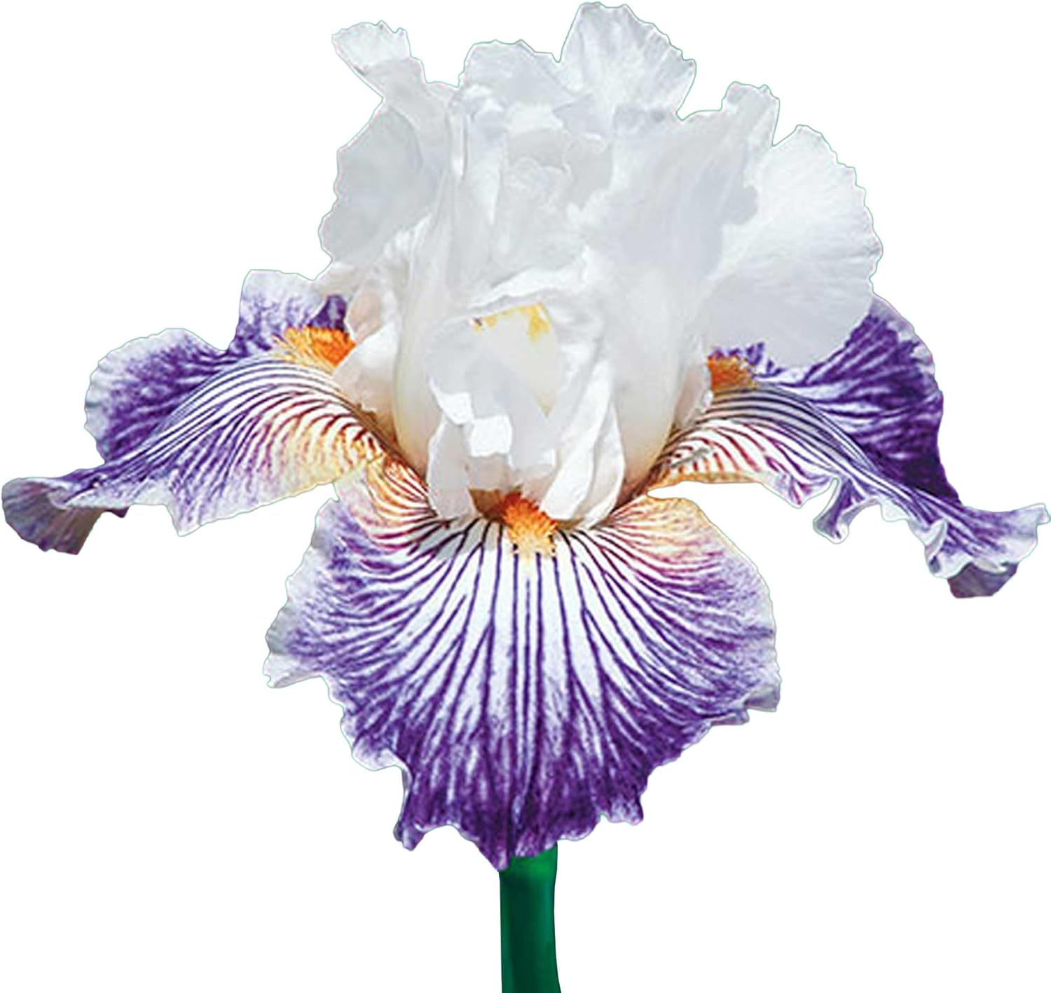 Crows Feet Bearded Iris Plant Potted, Fragrant Bicolor White Purple Striped Flowers, Stargazer Perennials