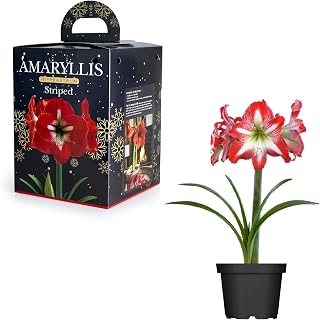 Red Amaryllis Hippeastrum Striped Bulb Gift Set Large Flowering Bulb & Pot 24/26