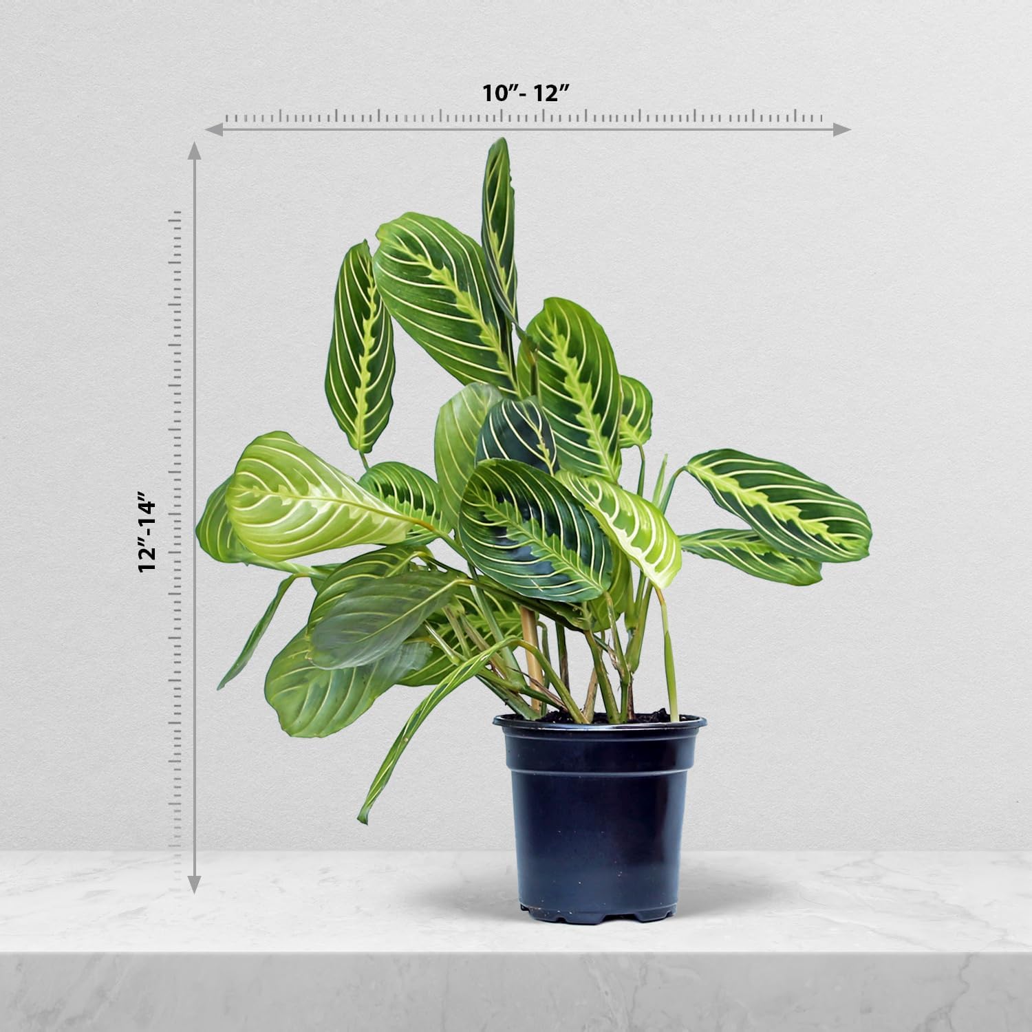 Live Lemon Green Maranta, Lemon Prayer Plant, Vine Houseplant, Christmas Gift, Trailing Indoor Plant, Office Gift for Co-Worker, Housewarming Gift, Mom Birthday Gift in 4" Pot