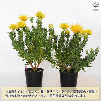 Amazon.co.jp: ITANSE リューコスペルマム カーニバルイエロー 7