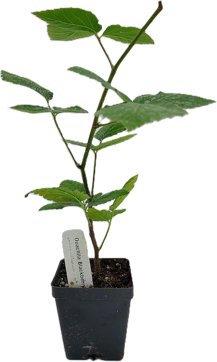 Greenwood Nursery: Live Berry Fruit Plants - Ouachita BlackBerry from Tissue Culture - [Qty: 1x 3.5 Pot] - (Click for Other Available Plants/Quantities)