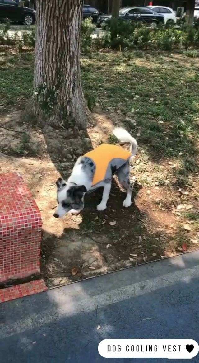 Koelvest voor honden, met D-ring voor grote, middelgrote en kleine honden, koeler, ademend mesh, hondenvest, zomerse koele en comfortabele hondenjas met reflecterend, veiligheidszonbestendig (roze, S