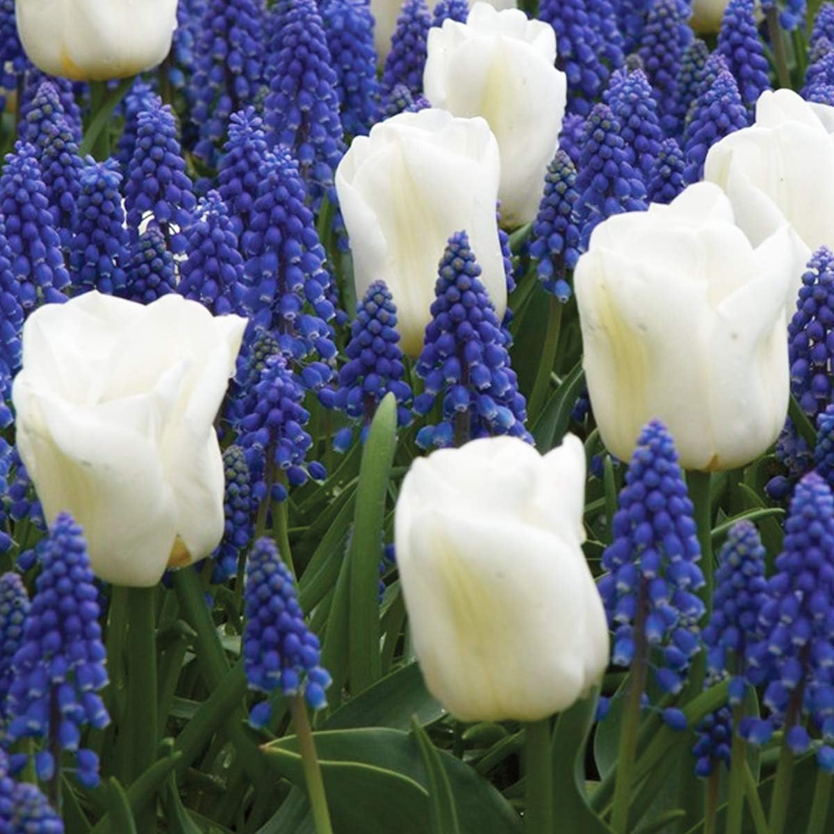 Burpee's Cool Blues Mix - 21 Flower Bulbs | Blue & White |