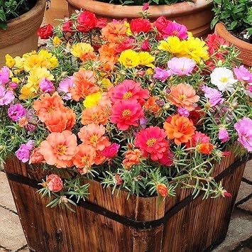Seeds Moss Rose Mix/Portulaca grandiflora/Annual Flowers