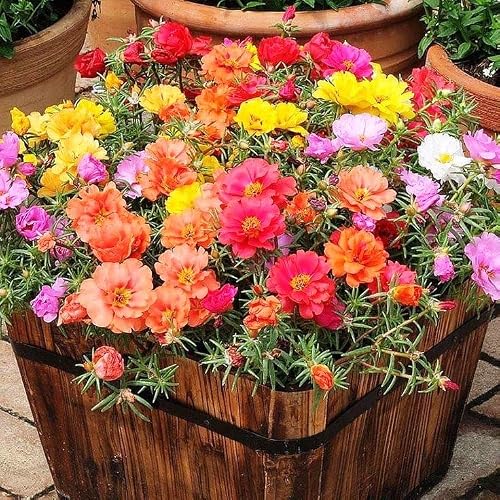 Raise Me Up: Seeds Moss Rose Mix Portulaca Annual Flowers #TOP3