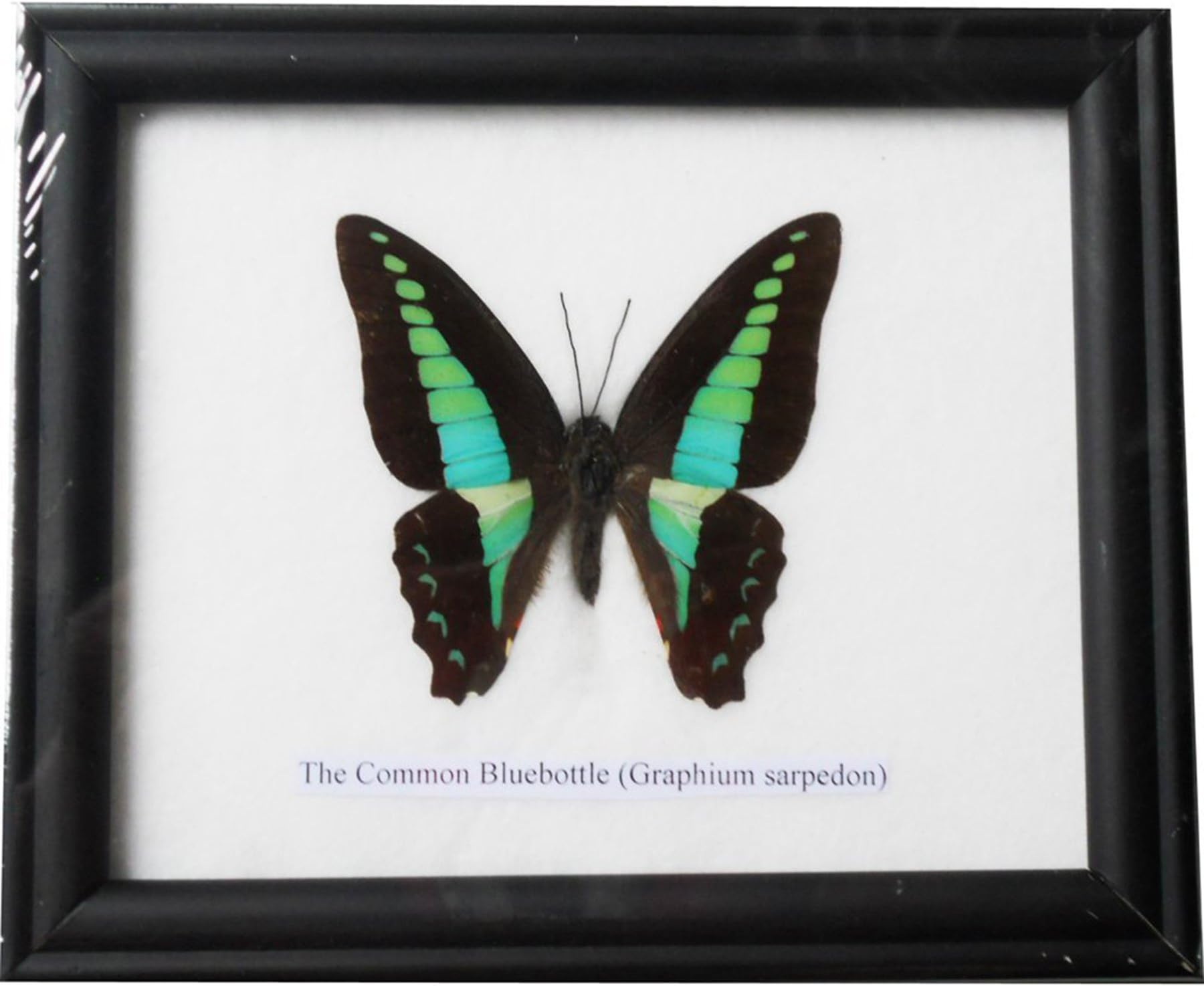 Insectfarm Real Beautiful Common Bluebottle Butterfly Gift Display Insect Taxidermy in Frame (BTFAA)