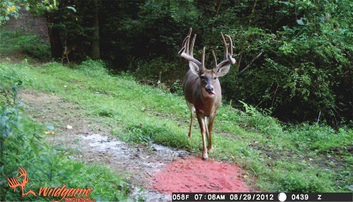 Wildgame Innovations Sugar Beet Crushed Premium Deer Attractant Feed for Hunting Lure Bait, Nutrient-Rich with Airborne Technology, 15 Pound Bag : Sports & Outdoors