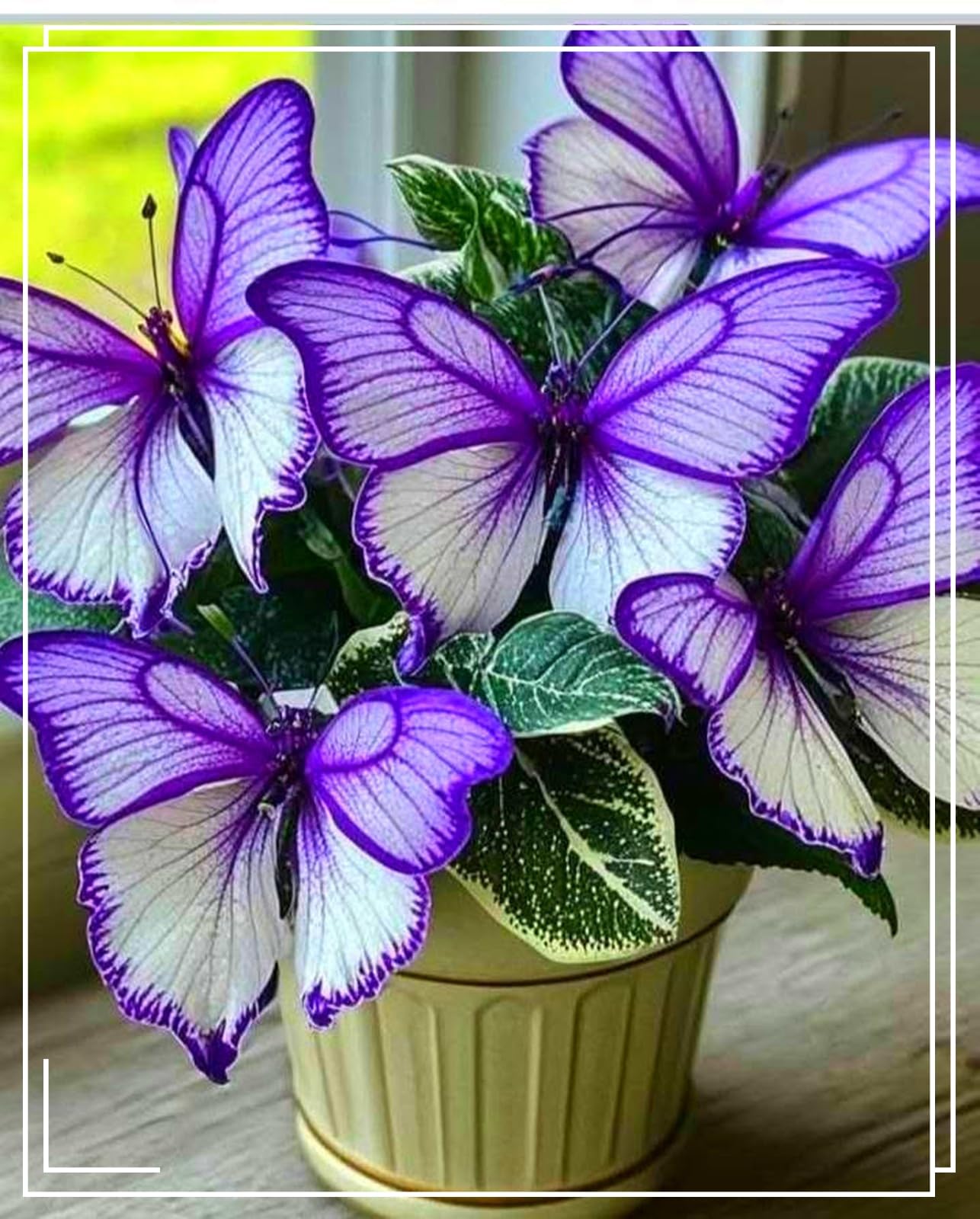 Perennial-Hosta Bulbs for Planting Now UK-Brilliant Hostas-Grow Well/Excellent Display/Potted-Plants-Rhizome.-8Bulbs-b