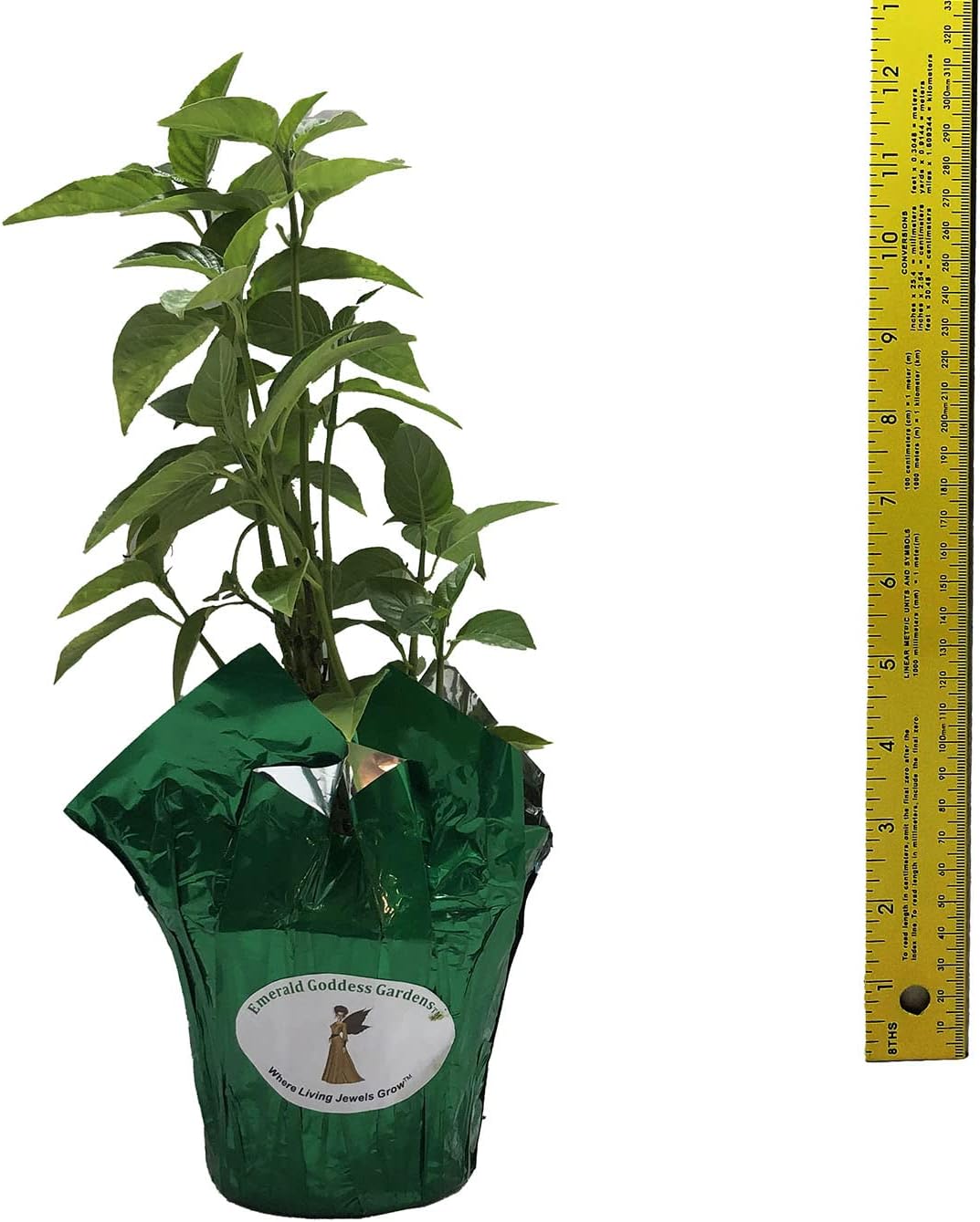Pink Brazilian Plume Jacobina - Justicia carnea - Shade Perennial - Live Plant - Rose Colored Flower - Emerald Goddess Gardens - Starter Sz 4 Inch Pot