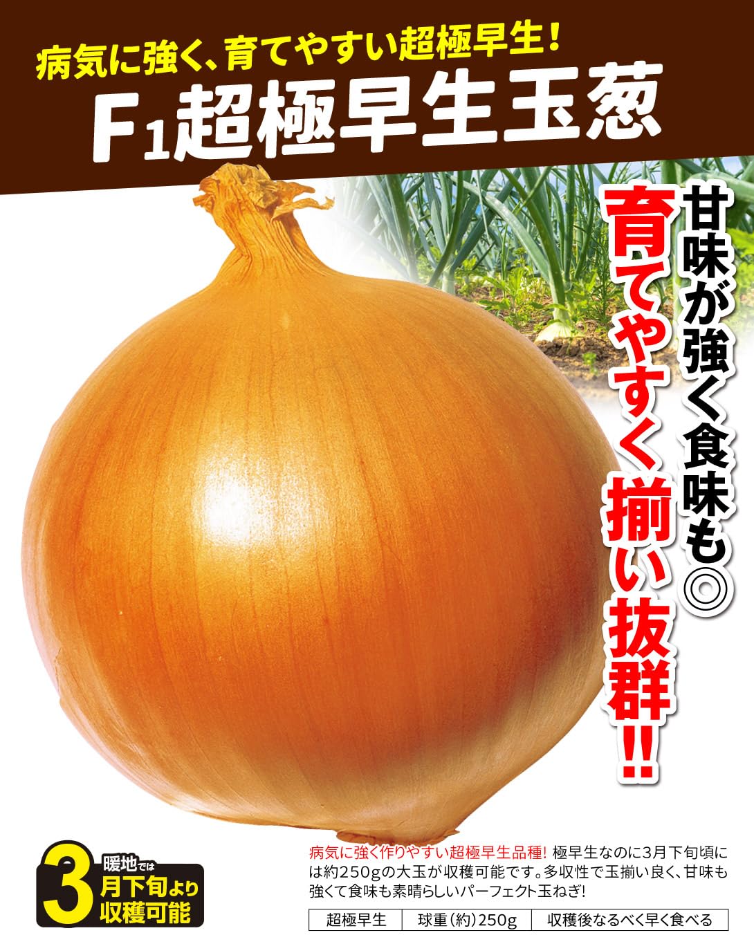 Amazon.co.jp: 種 野菜たね タマネギ F1超極早生玉葱 1袋（5ml
