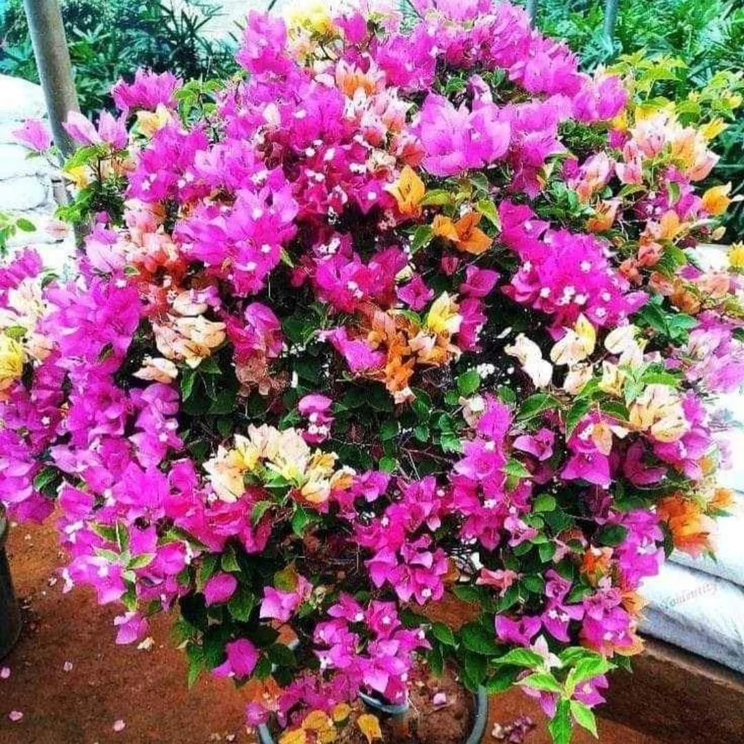 4 Multicolor Bougainvillea Plants Live, 4–8 Inch Tall Well-Rooted Tropical Climbing Flower Vines