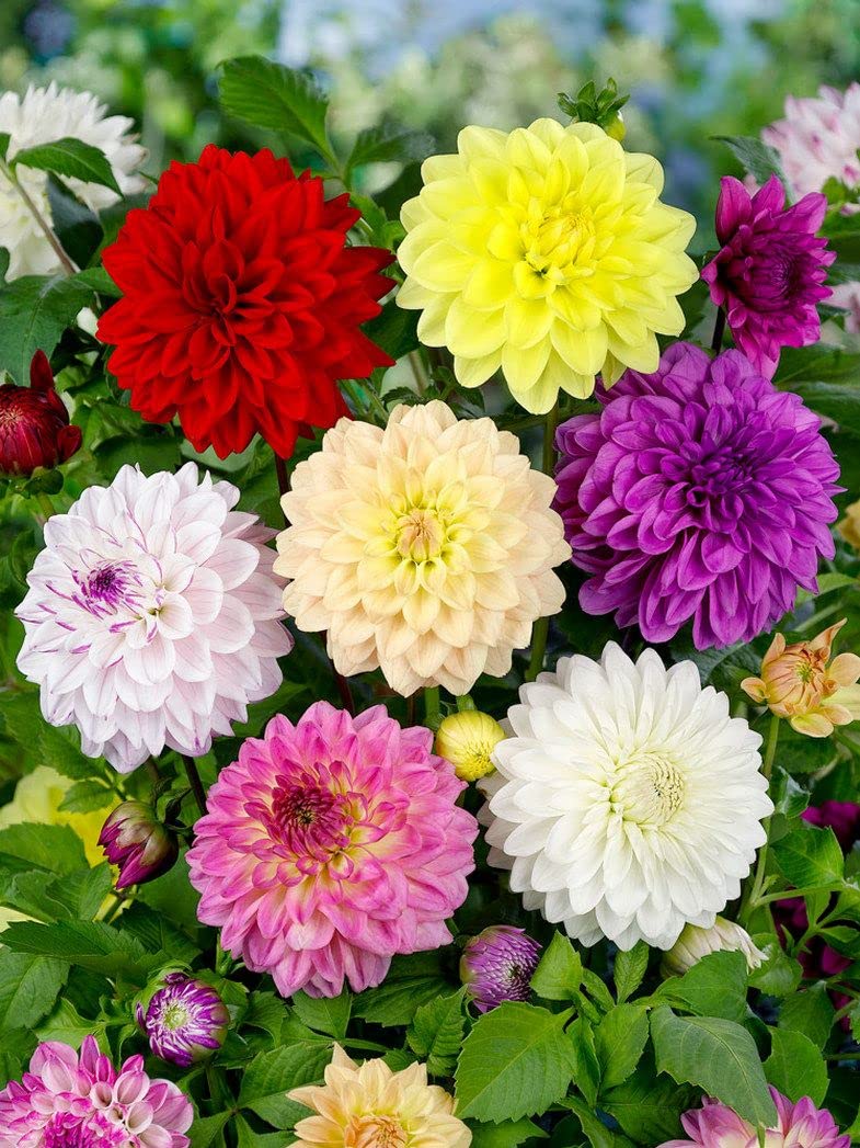 Dahlia - Decorative Mixed Flower Bulbs for Spring Planting X3 Bulbs