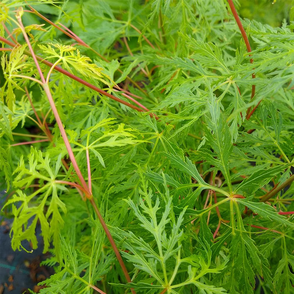 YouGarden Acer palmatum 'Emerald Lace', Established Plant in 10.5cm Pot, Ready to Plant
