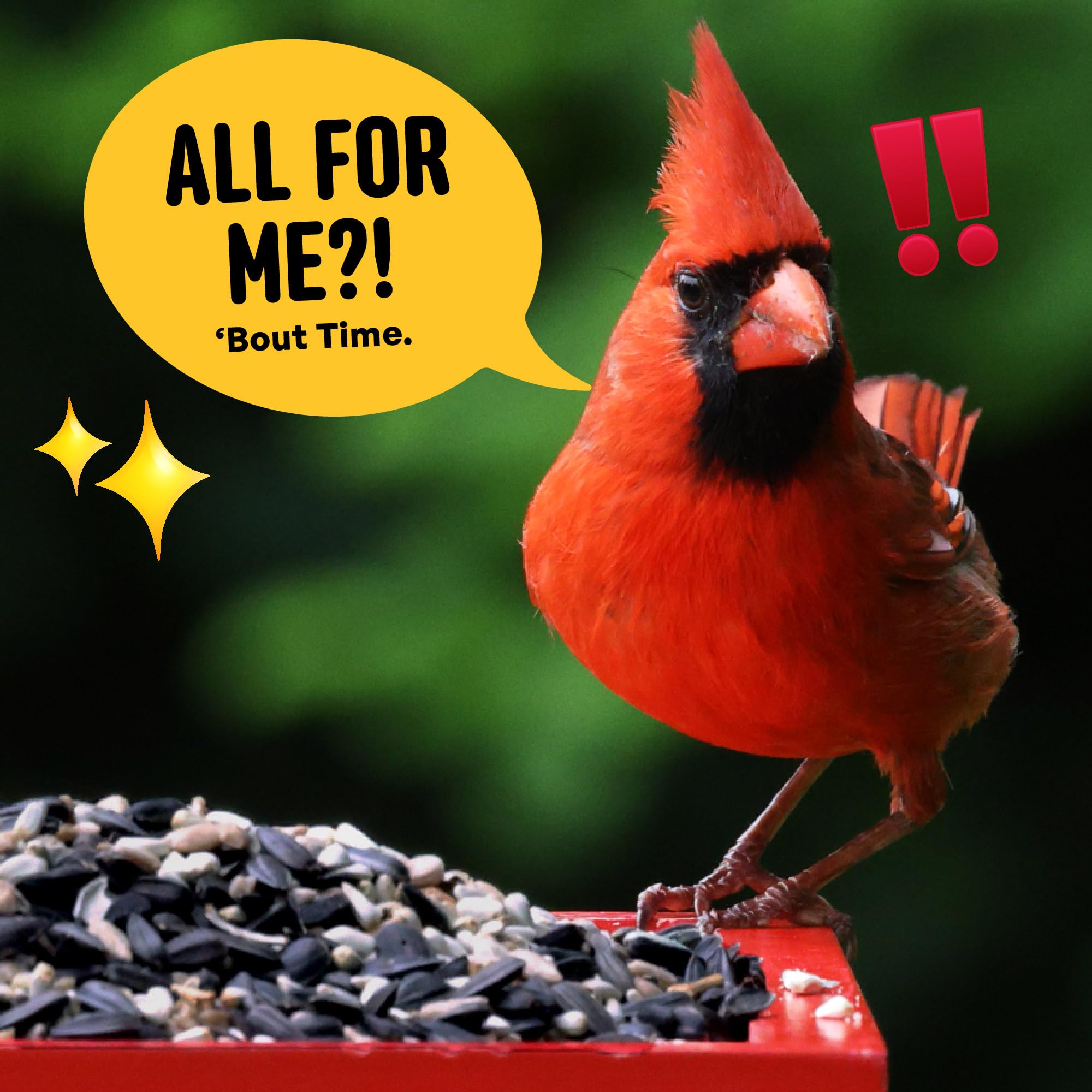 Cool Birds Cardinal & Crew - Semi di uccelli selvatici – 4,5 kg di olio nero di girasole, cuori di girasole e miscela di cartamo per cardinali, grosbeaks e pulcini – Mangime per uccelli da esterno