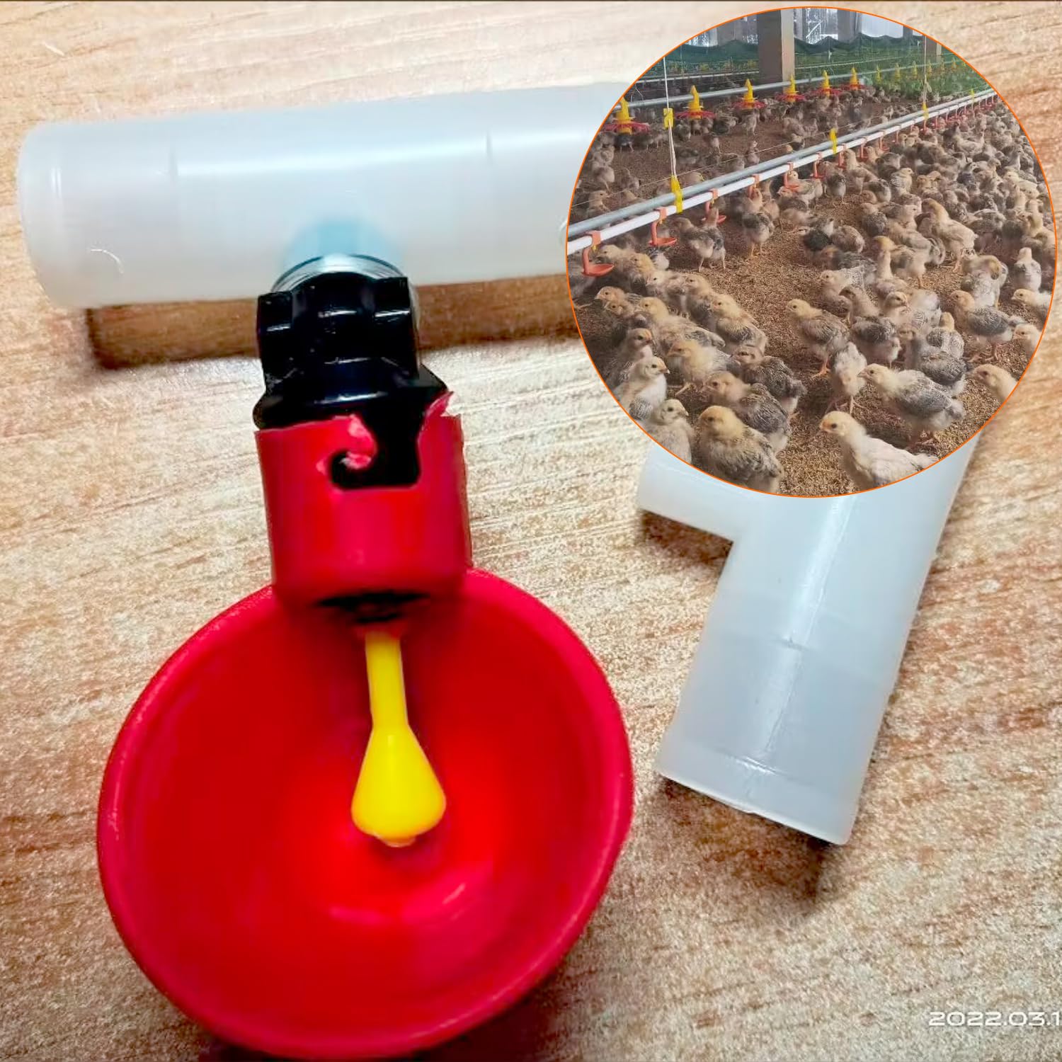 QWORK® 10 sztuk automatyczny poidła do drobiu plastikowy poidło do kurczaka, narzędzie do picia wody dla ptaków przepiórka gołąb kurczak kura (25mm, na wiadro)
