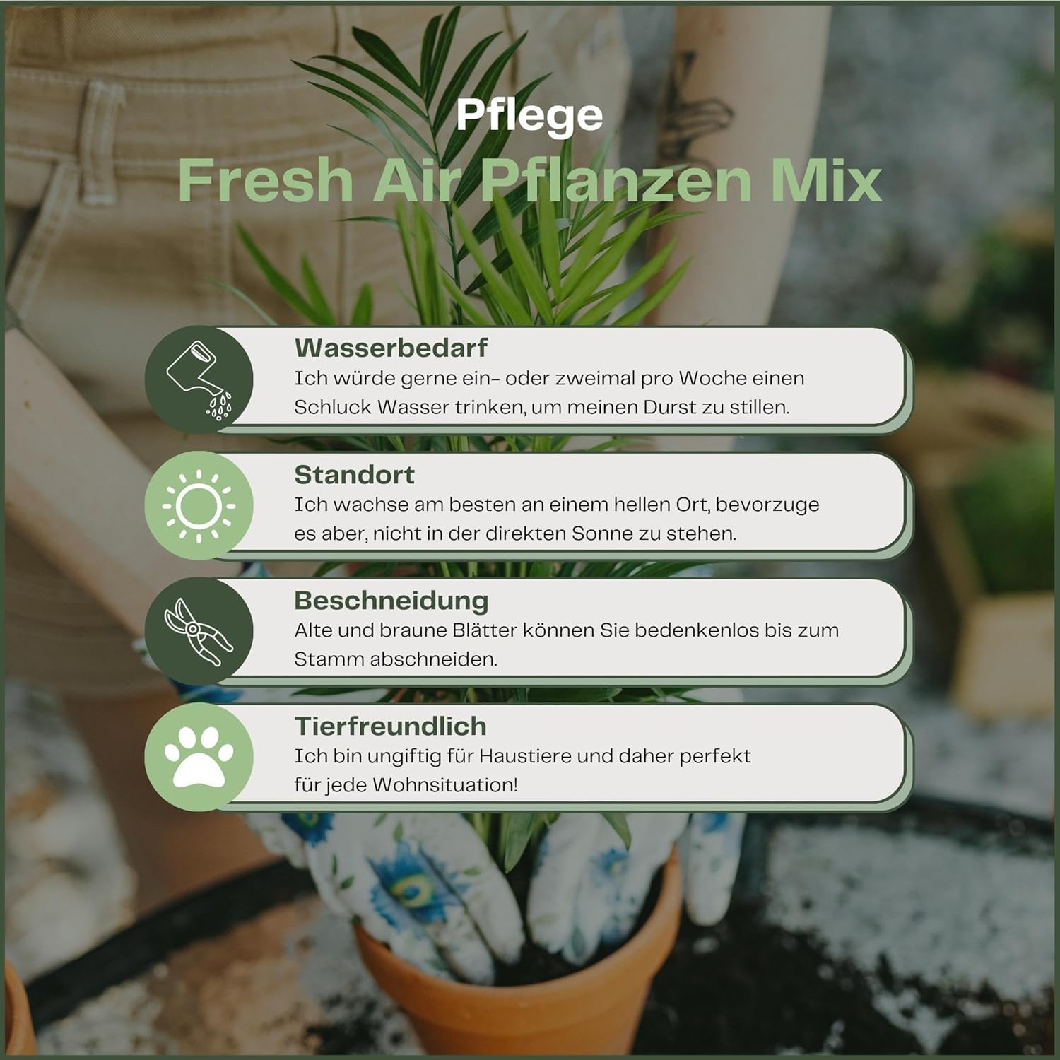 Happy Plants Plantes d'intérieur purificatrices d'air avec pot - 4 pièces plantes vertes