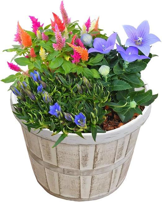 Amazon 花のギフト社 植花 桔梗鉢植え リンドウ鉢植え ケイトウ鉢植え 桔梗の花 敬老の日鉢植え 寄せ植え 花 観葉植物 フラワーギフト オンライン通販 Amazon 花のギフト社 植花 桔梗鉢植え リンドウ鉢植え ケイトウ鉢植え 桔梗の花 敬老の日鉢植え 寄せ植え 花 観葉植物 フラワーギフト オンライン通販