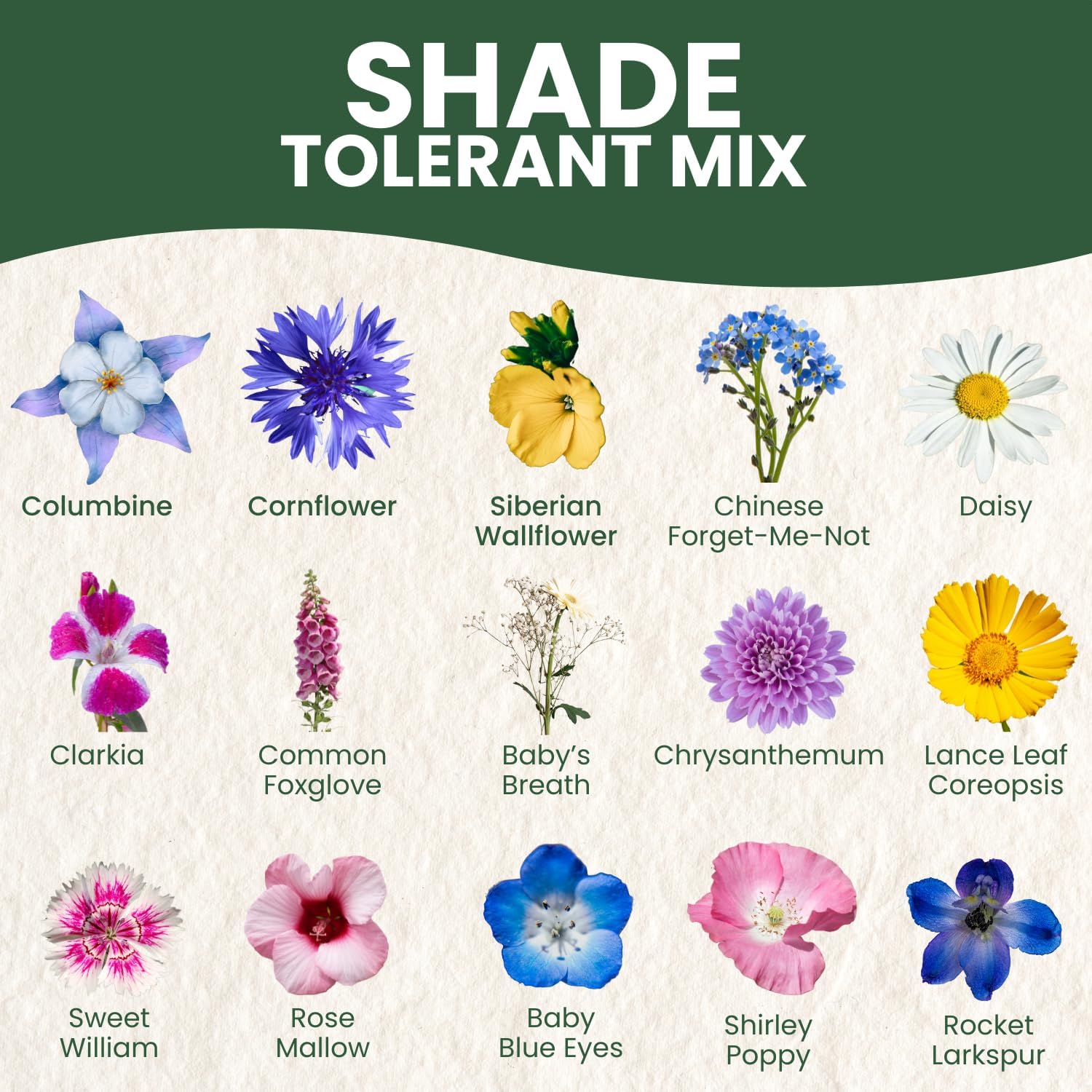 Shade Tolerant Mix – 56,000 Wildflower Seeds for Pollinator Gardens – 2026 Season – 4 Ounce Pouch