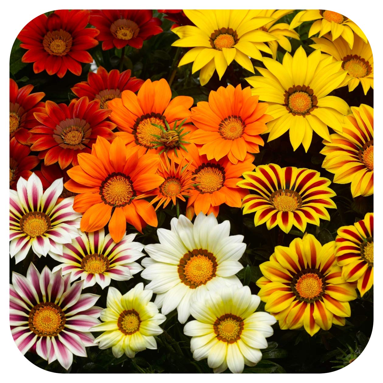 Gazania Kiss Frosty Mixed Mini Plug Plants x 24 for Potting On