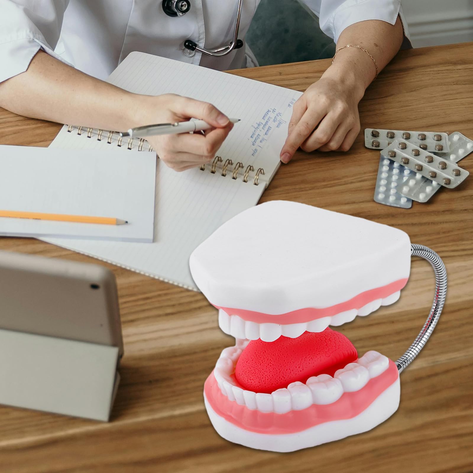 Modello anatomico dei denti umani allargati con lingua rimovibile Modello anatomico della lingua per dimostrazione in classe