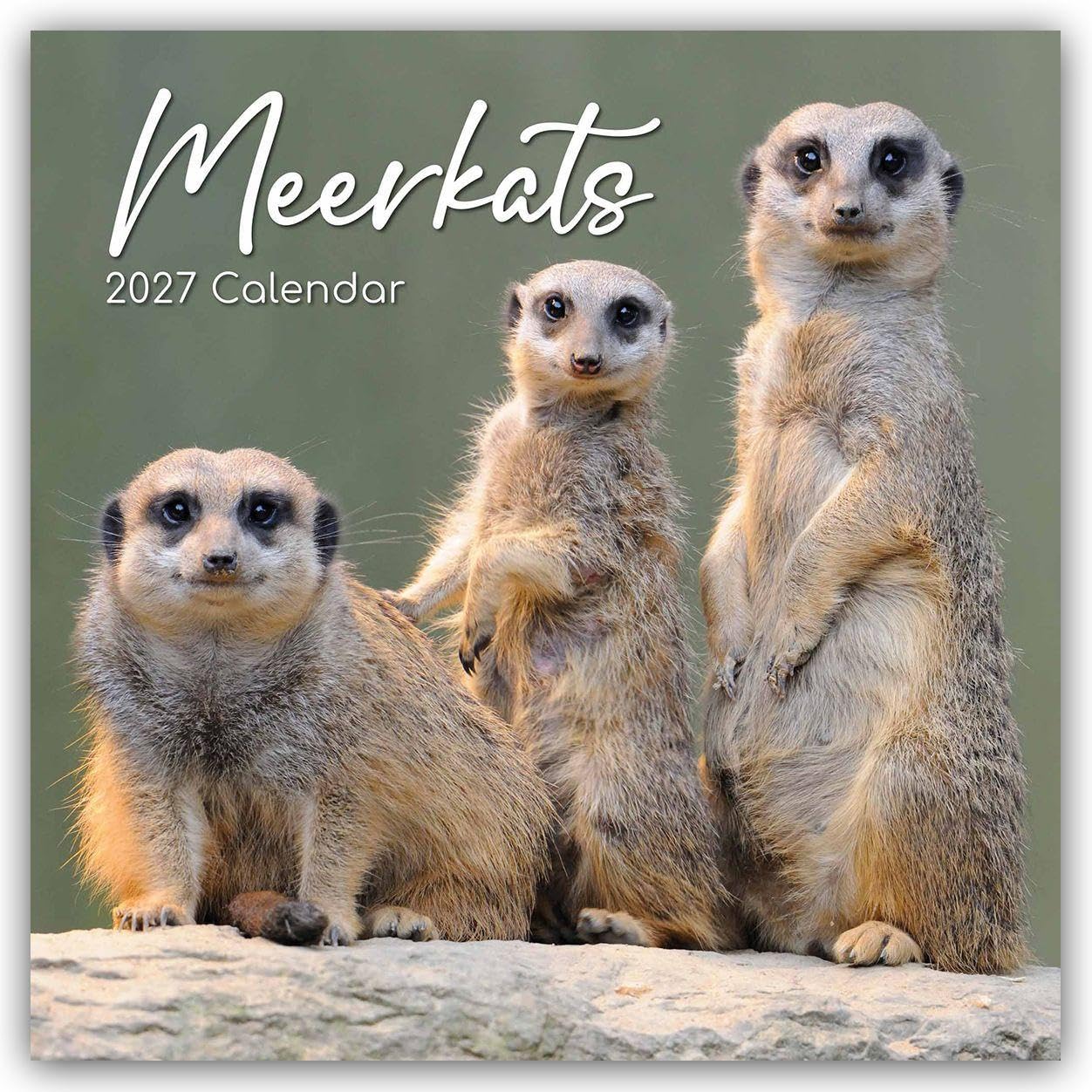 Meerkats – Erdmännchen 2027 – 16-Monatskalender: Original Gifted Stationery-Kalender [Mehrsprachig] [Kalender] (Wall-Kalender)