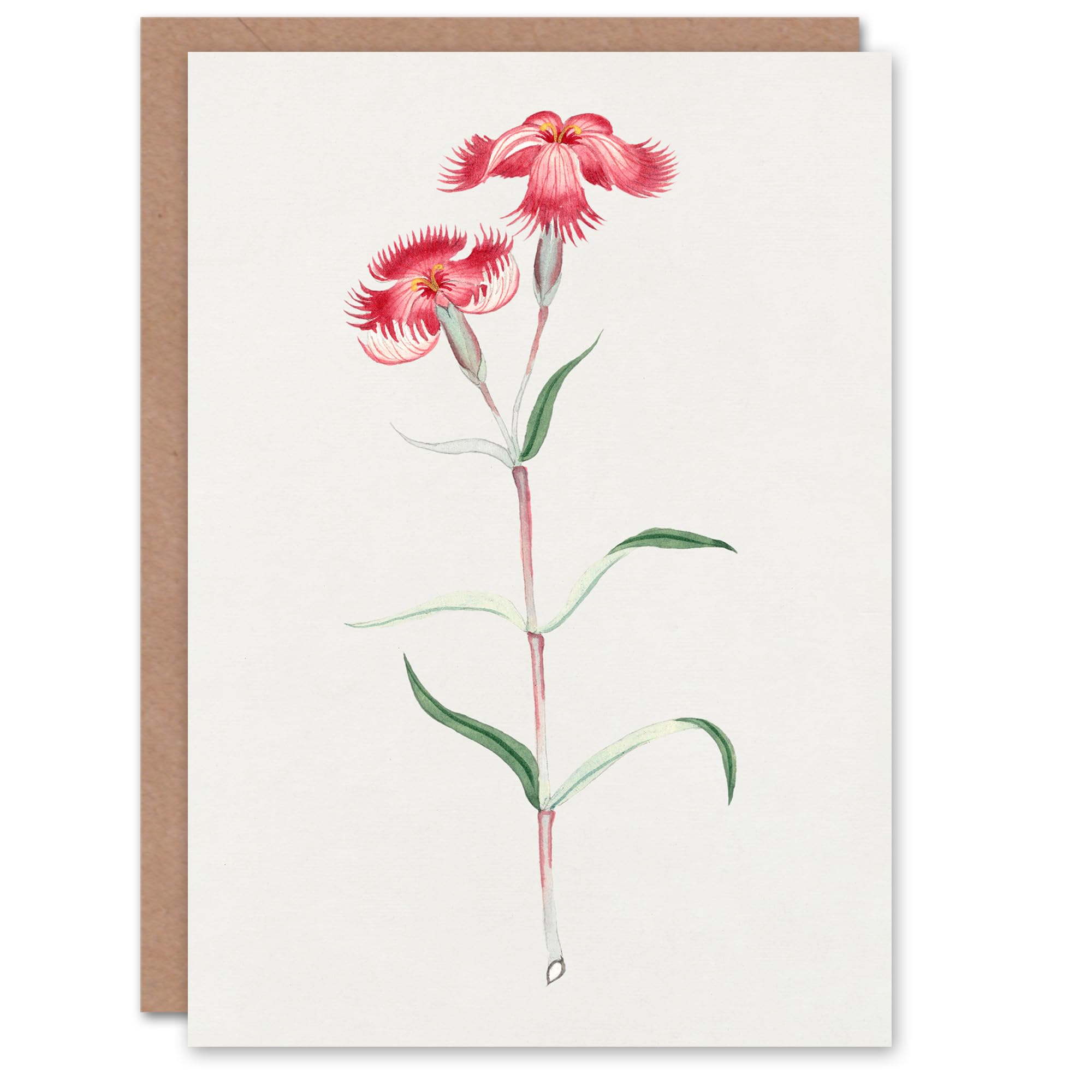 Artery8 Vintage Japanese Botanical Art Card Nadeshiko Flower