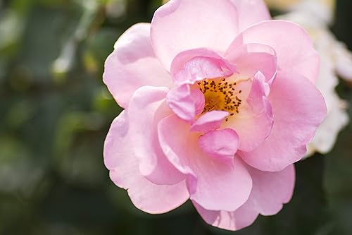 Vista 27 de Green Promise Farms Rosa Knock Out` (Reblooming) Rosa, contenedor de 3 tamaños, flor rosa