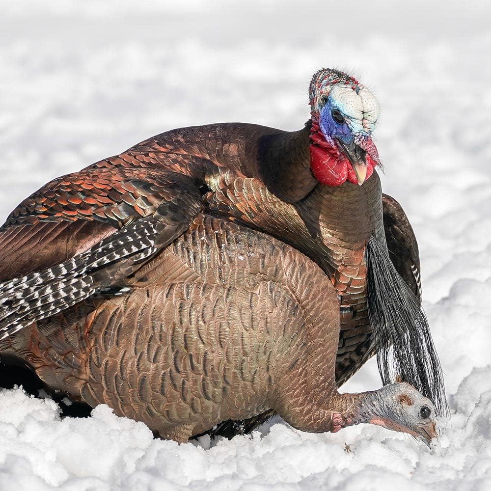 DSD Feeding Hen Turkey Decoy