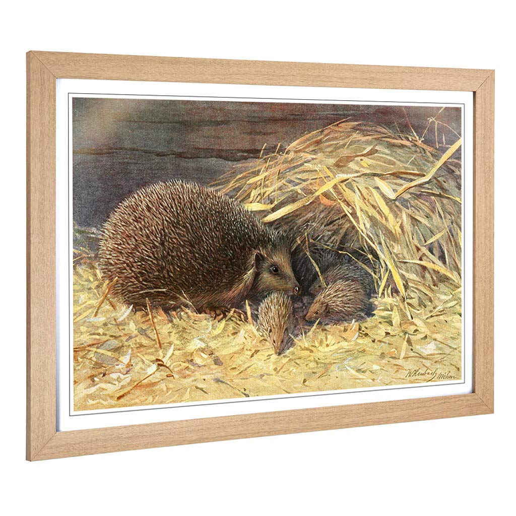 Big Box Art Framed Print of Vintage Walter Heubach Hedgehogs Design | Wall Art Picture | Home Decor for Kitchen, Living Room, Bedroom, Hallway, Oak, A2 / 24.5x18 Inch / 62x45cm