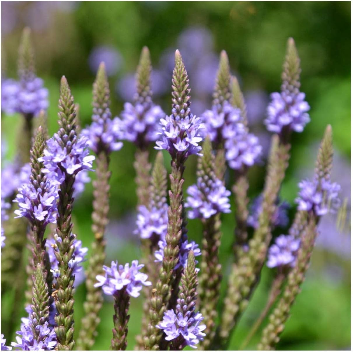 Everwilde Farms - 1/4 Lb Blue Vervain Native Wildflower Seeds - Gold Vault