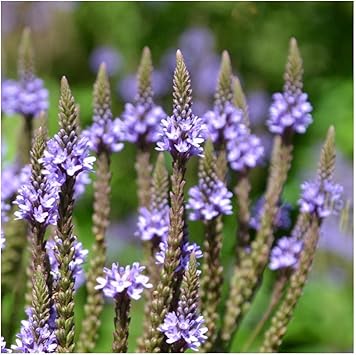 مزارع Everwilde - 1 أوقية بذور الزهور البرية الأصلية من Blue Vervain - قبو ذهبي