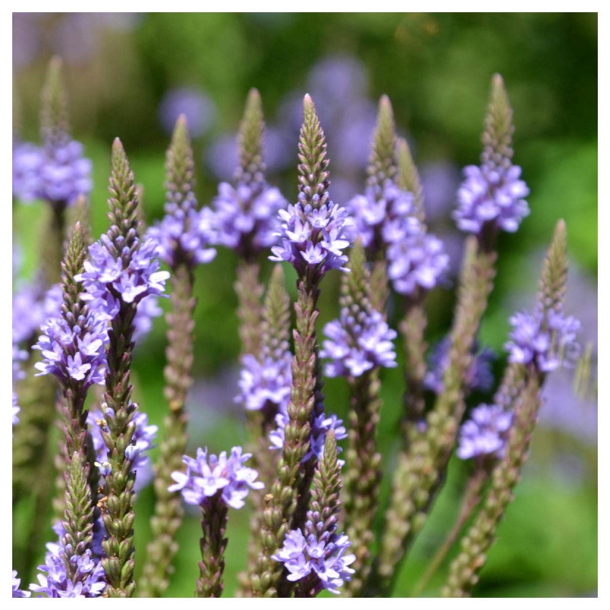 Everwilde Farms Blue Vervain Seeds