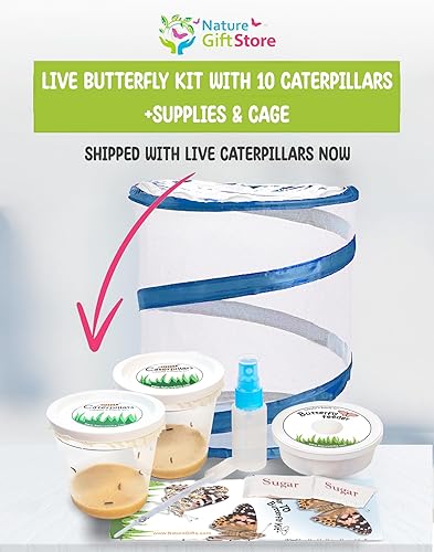 Miniatura 15 de Kit de mariposas vivas, 5 mariposas Dama pintada, jaula desplegable