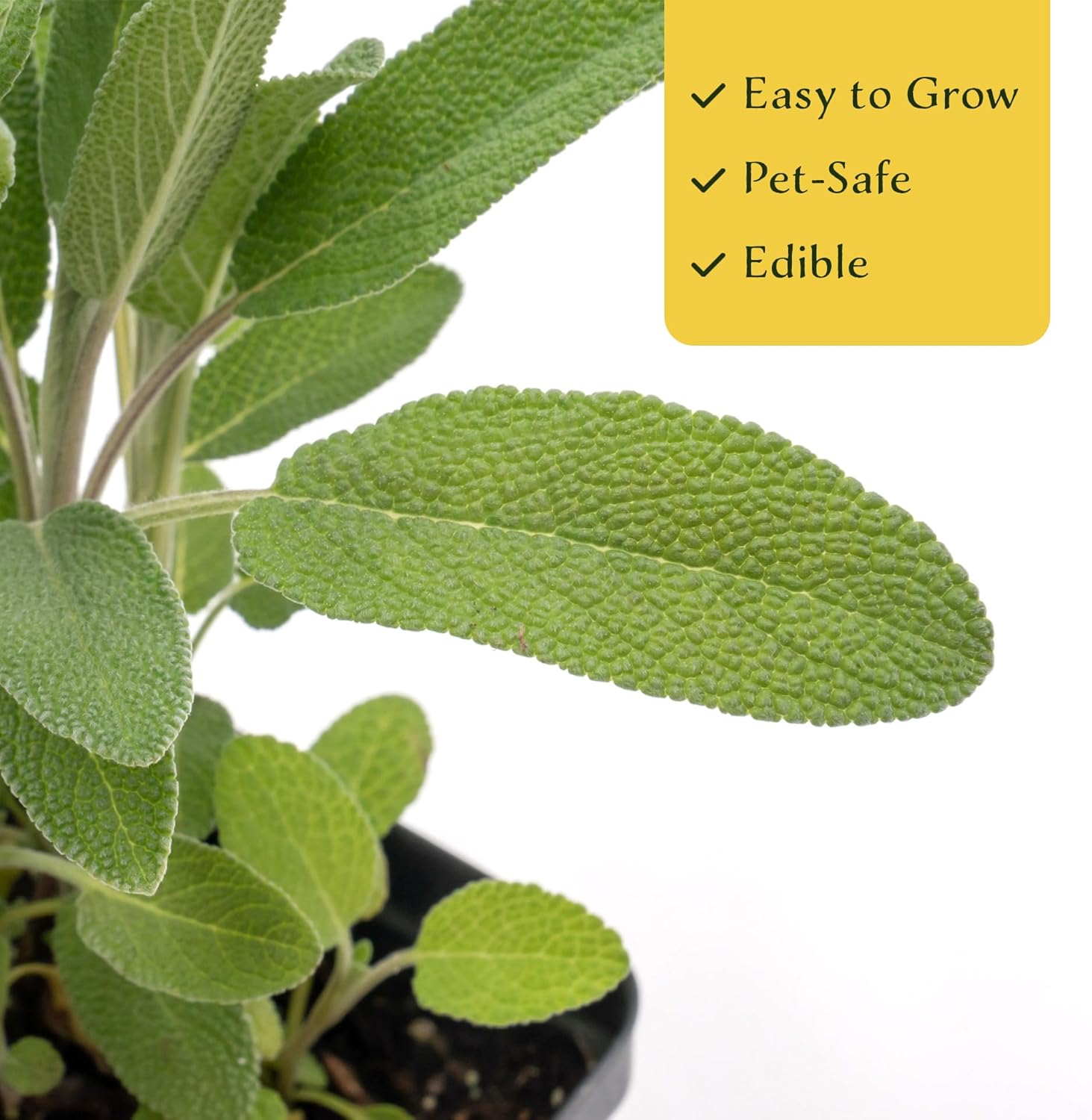 4 Common Sage | Live Plants in 2.5-inch Nursery Cubes | Salvia officinalis Variety | Drought-Tolerant Evergreen | Fragrant, Flavorful and Aromatic Herb for Home, Garden, and Kitchen