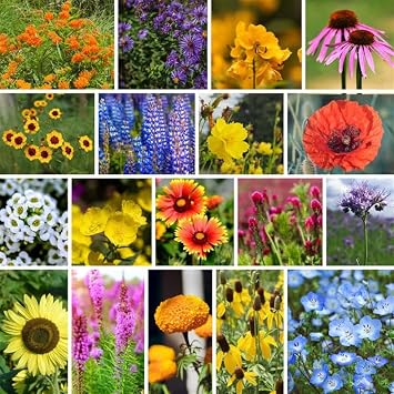 Mountain Valley Seed Co Bee-Friendly Wildflower Mix Seeds 1 Lb Non-GMO | Open Pollinated Flower Seed Blend to Attract Bees, Pollinators, and Butterflies - Suitable for Garden Beds, Containers, or