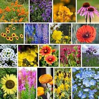 Mountain Valley Seed Co Bee-Friendly Wildflower Mix Seeds - 5 Lb - Non-GMO