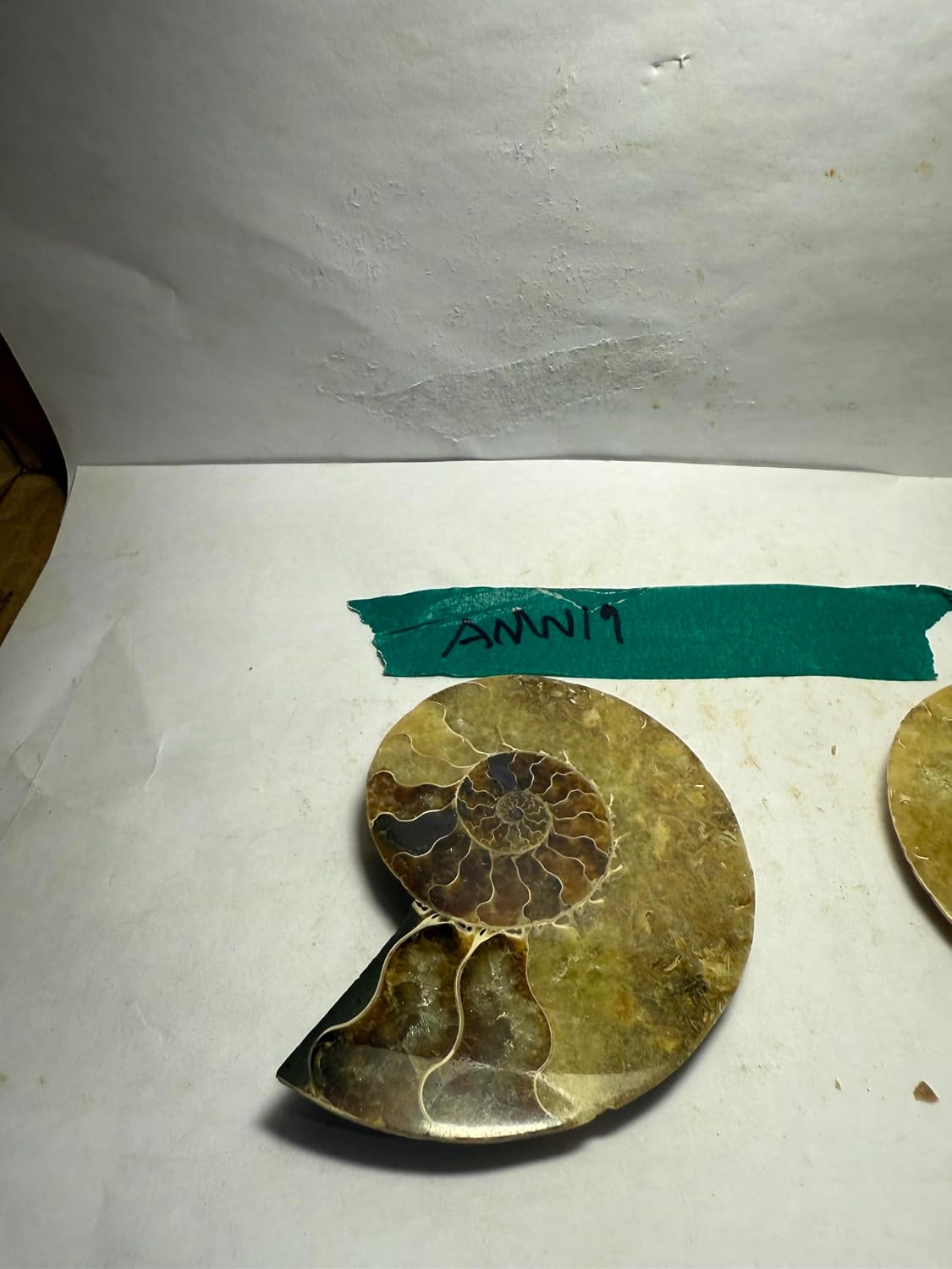 Ammonite Pair (AMN19) - Split & Polished - Madagascar - 3-1/4 Inches from DINOSAURS ROCK