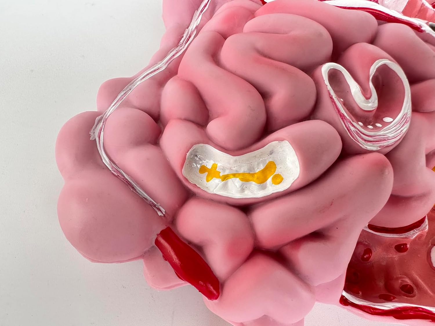 Human Digestive System Model with Removable Stomach, GI-Tract and Colon, Includes Product Manual