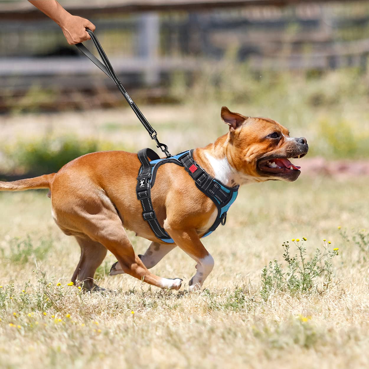 PoyPet - Pettorina anti-trazione per cani con parte anteriore e retro riflettenti, impugnatura per un facile controllo, perfetta per l'allenamento quotidiano, camminata, corsa (blu, M)