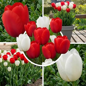 Tulip Bulbs Pack of 20 10 Red & 10 White Tulips Dutch Spring Bulbs for Garden Beds & Tubs