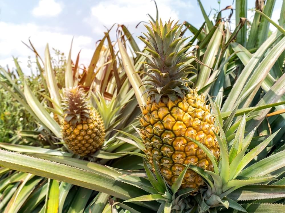 BeGrin Yellow Pineapple Live Plant Pineapple Plant Ananas Comosus Mati kothal Mati kothal Anaras Pine Apple 1 Live Plant Fruit Next Season Without Pot