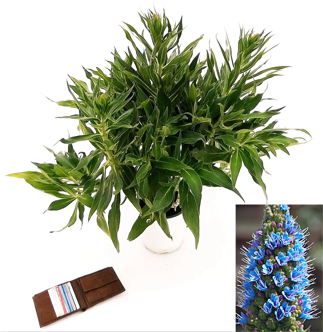 POWERS TO FLOWERS - ECHIUM FASTUOSUM, ORGOGLIO DI MADEIRA, vaso 19cm diametro, pianta vera