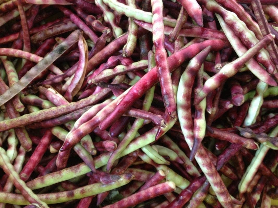 High yields of Reddish-Purple pods (500 - Seeds)