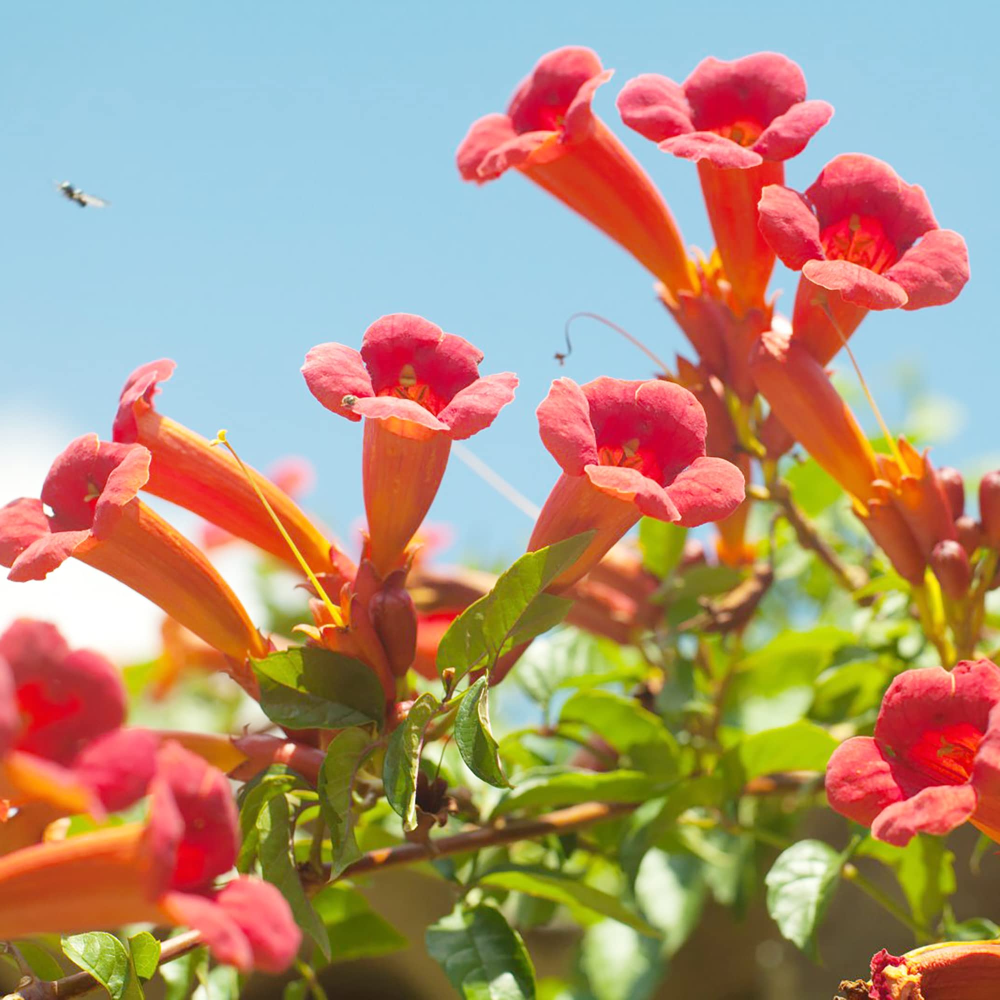 Trumpet vine seed hi-res stock photography and images