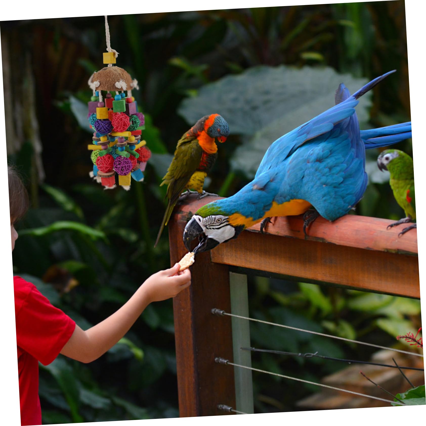 Toyvian Suspendu Naturel pour Perroquets et Petits Oiseaux Jeu à Mâcher Durable et Sûr Accessoire Exploration pour Perruches et Cockatiels