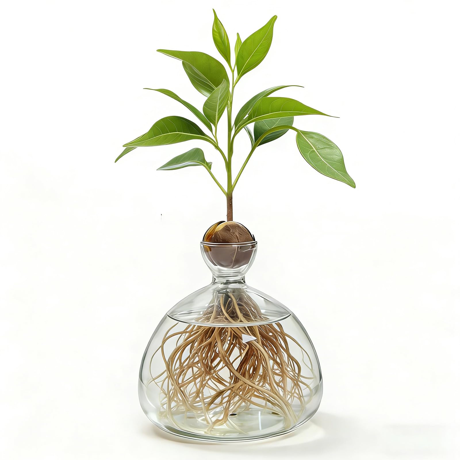 Lampadina per avocado, vaso in vetro per fiori, semi di avocado, vaso di avocado e castagne, per la casa, per interni ed esterni (trasparente)