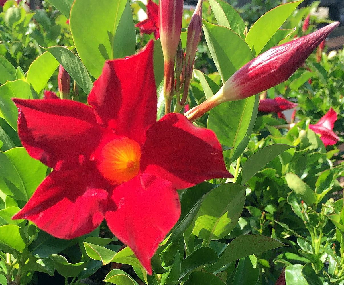 Red Mandevilla Plant - Lush Flowers FREE SHIPPING -3